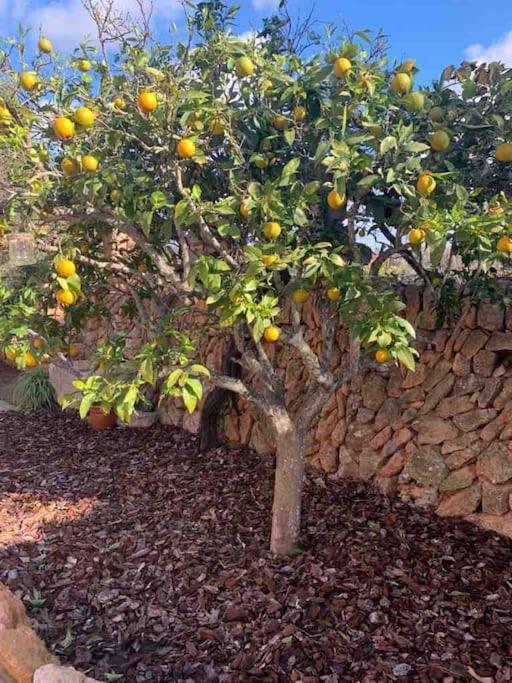 Ses Cases Noves Llucmajor Llucmajor (Mallorca) Exterior foto